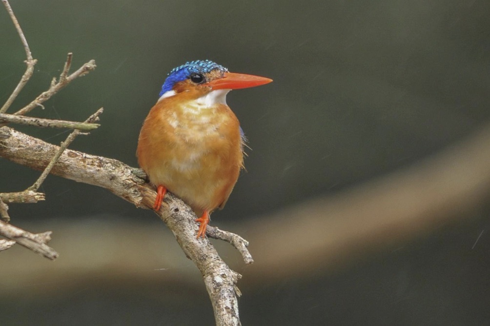 South Africa's Colourful Malachite Kingfisher Jennings