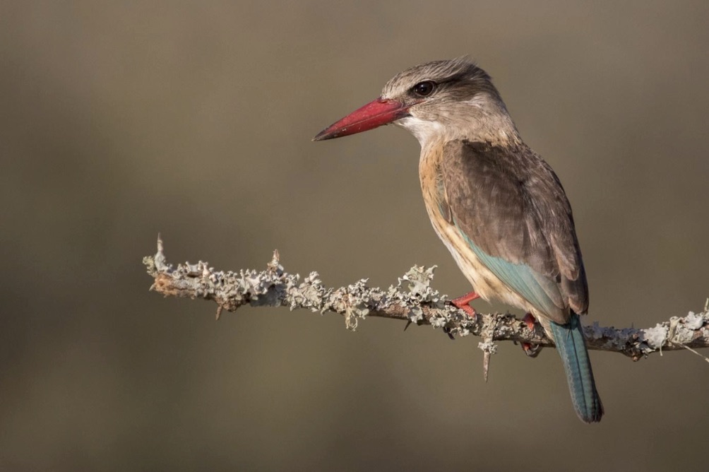 South Africa's Brown Hooded Kingfisher