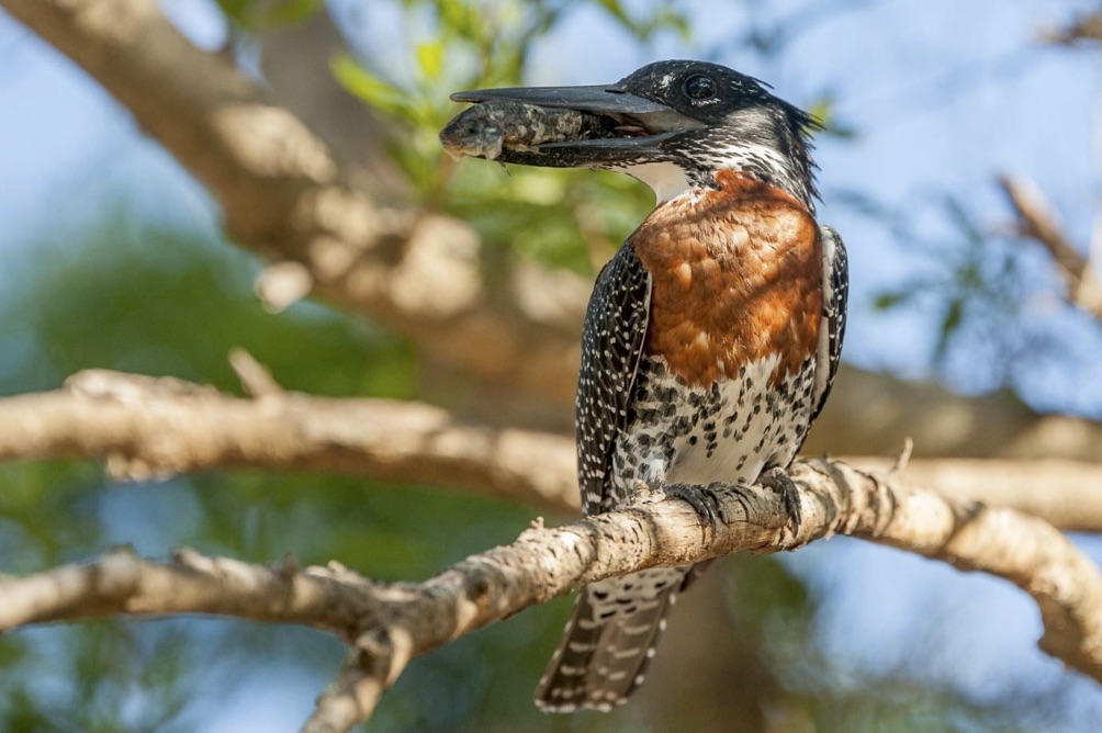 South Africa's Colourful Giant Kingfisher