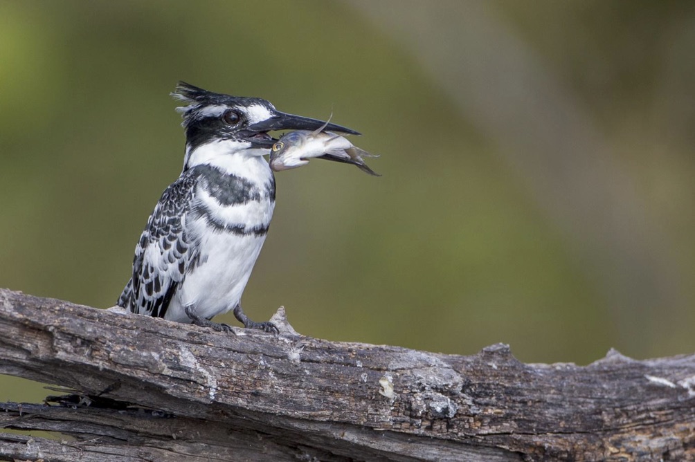South Africa's Colourful  Pied Kingfisher