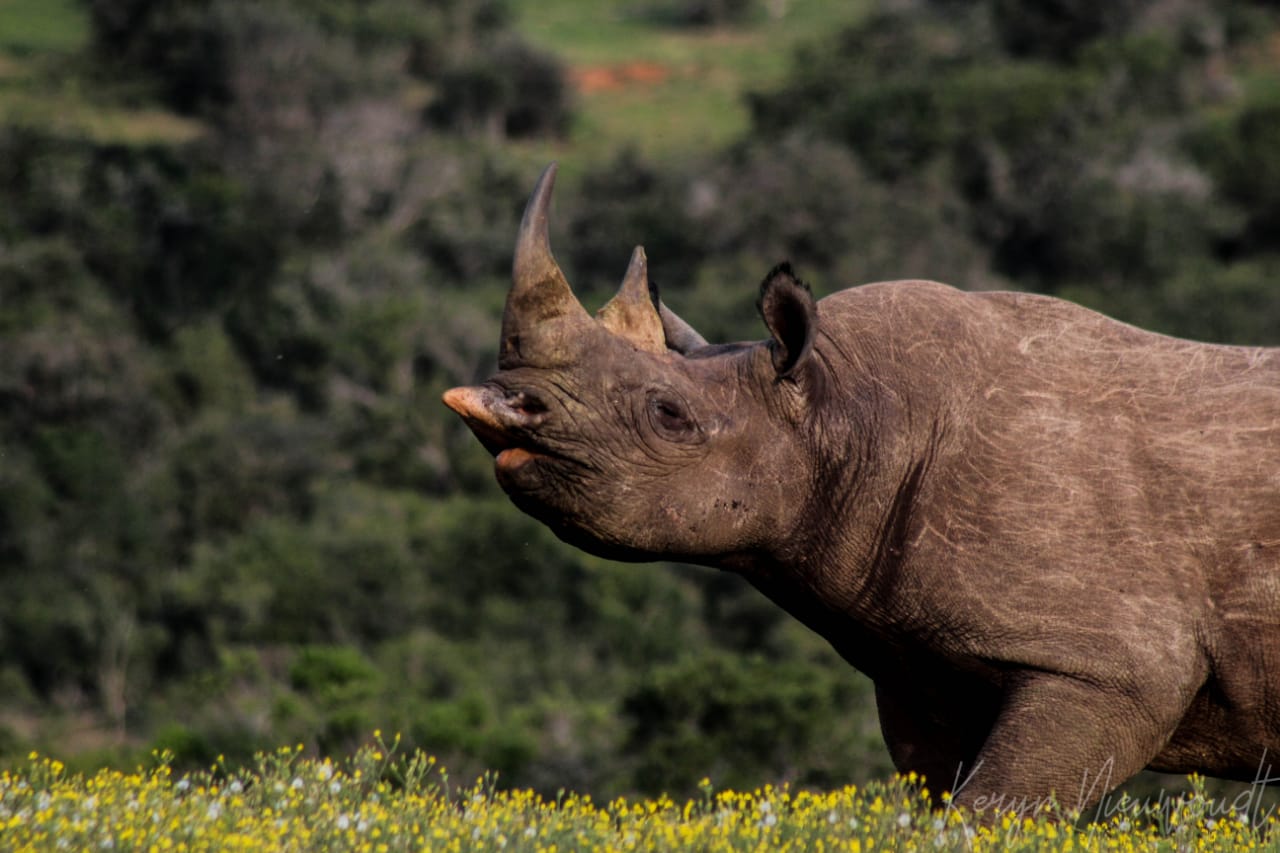 Kariega Black Rhino Facts for Kids