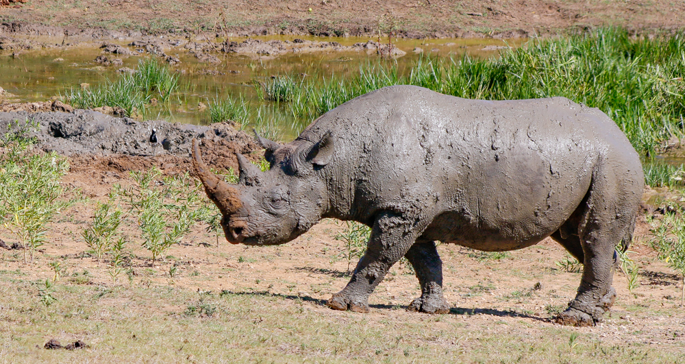 Kariega Black Rhino Facts for Kids