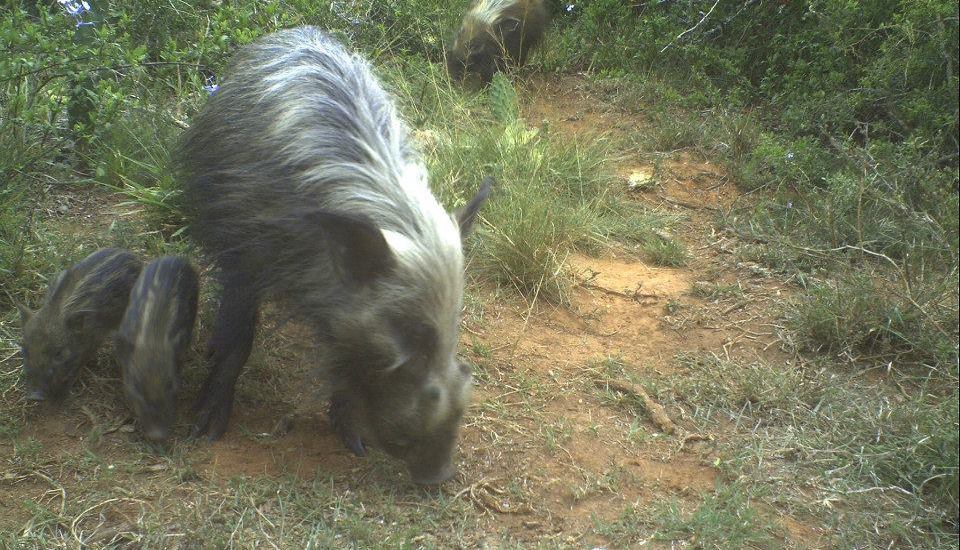 South African Bush Pig with Piglets