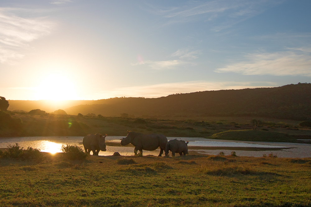 Special Rhino Mum Thandi