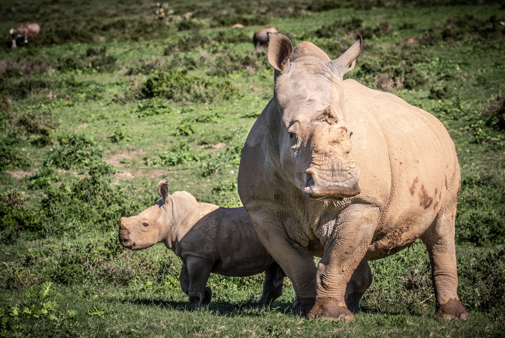 Kariega Rhino Poaching Survivor Thandi and Calf Mthetho