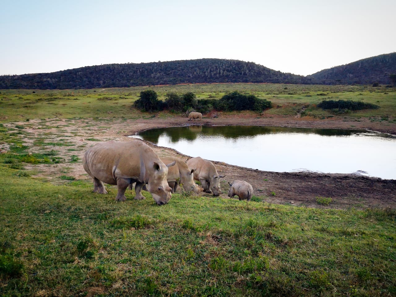 Rhino Thandi family at Kariega on World Rhino Day 2019