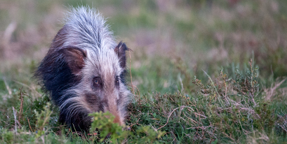 Kariega-bushpig-Jennings.jpg