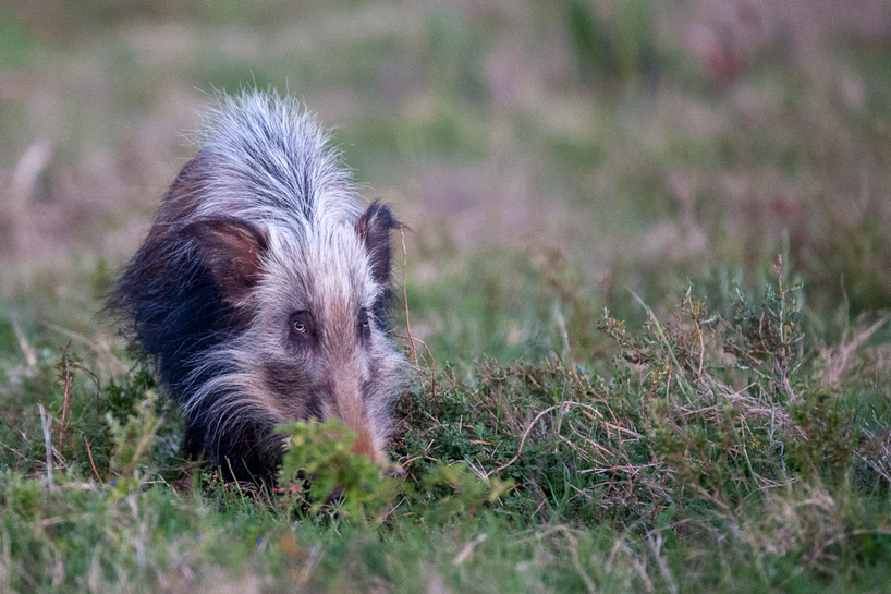 Kariega-bushpig-Jennings.jpg