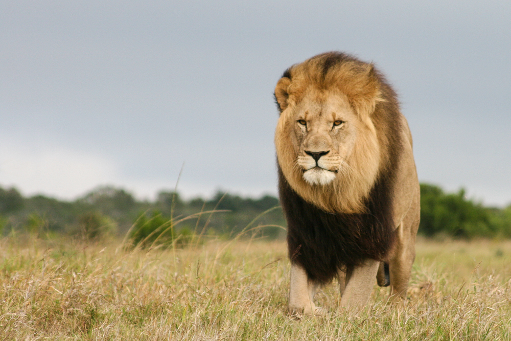 Kariega Lion Deadliest Predators: BBC Earth South Africa