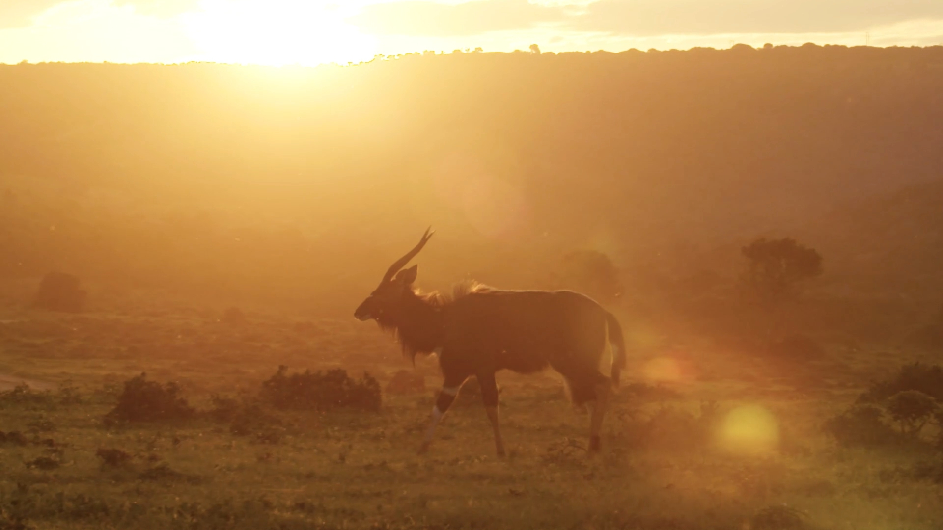 Video African Safari Sunrise Nyala