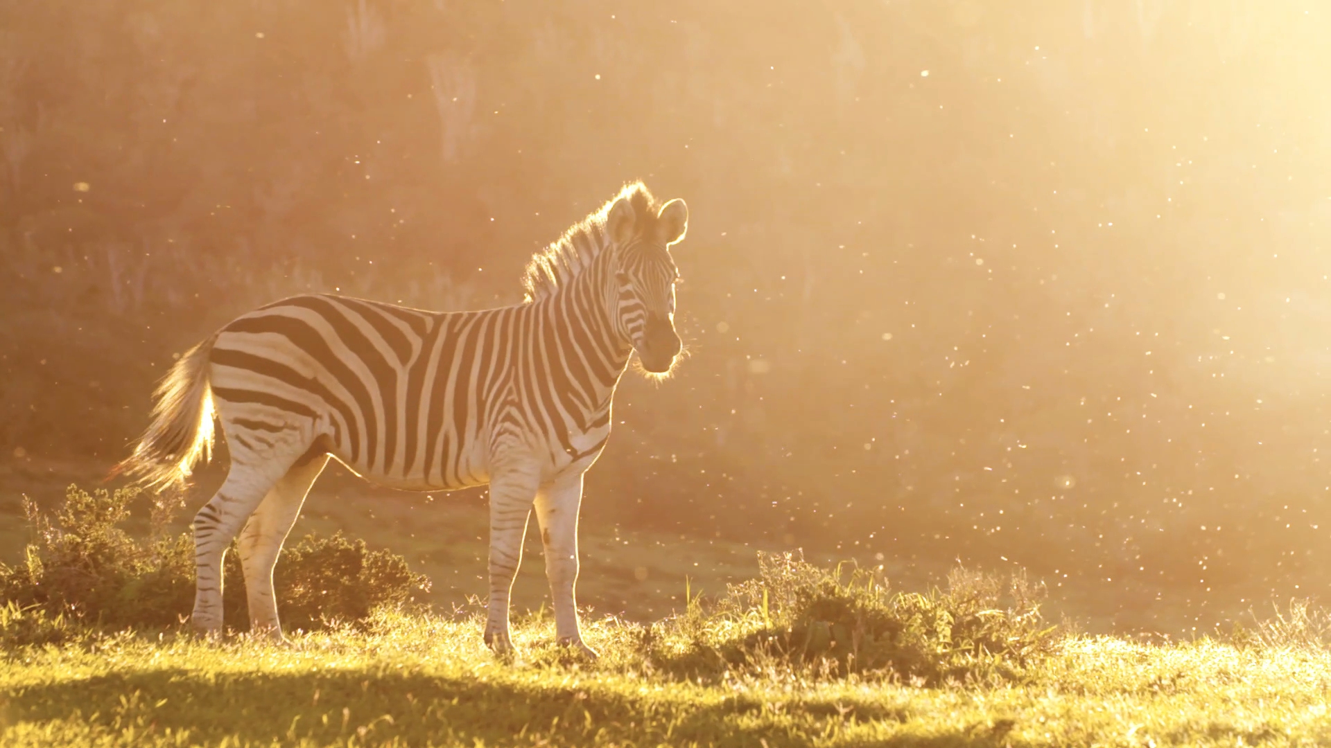 Video African Safari Sunrise Zebra