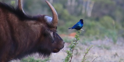 South-Africa-malaria-free-safari-buffalo-Peacock-Kariega.jpg