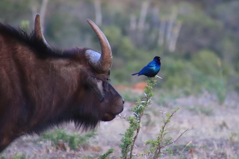 South-Africa-malaria-free-safari-buffalo-Peacock-Kariega.jpg