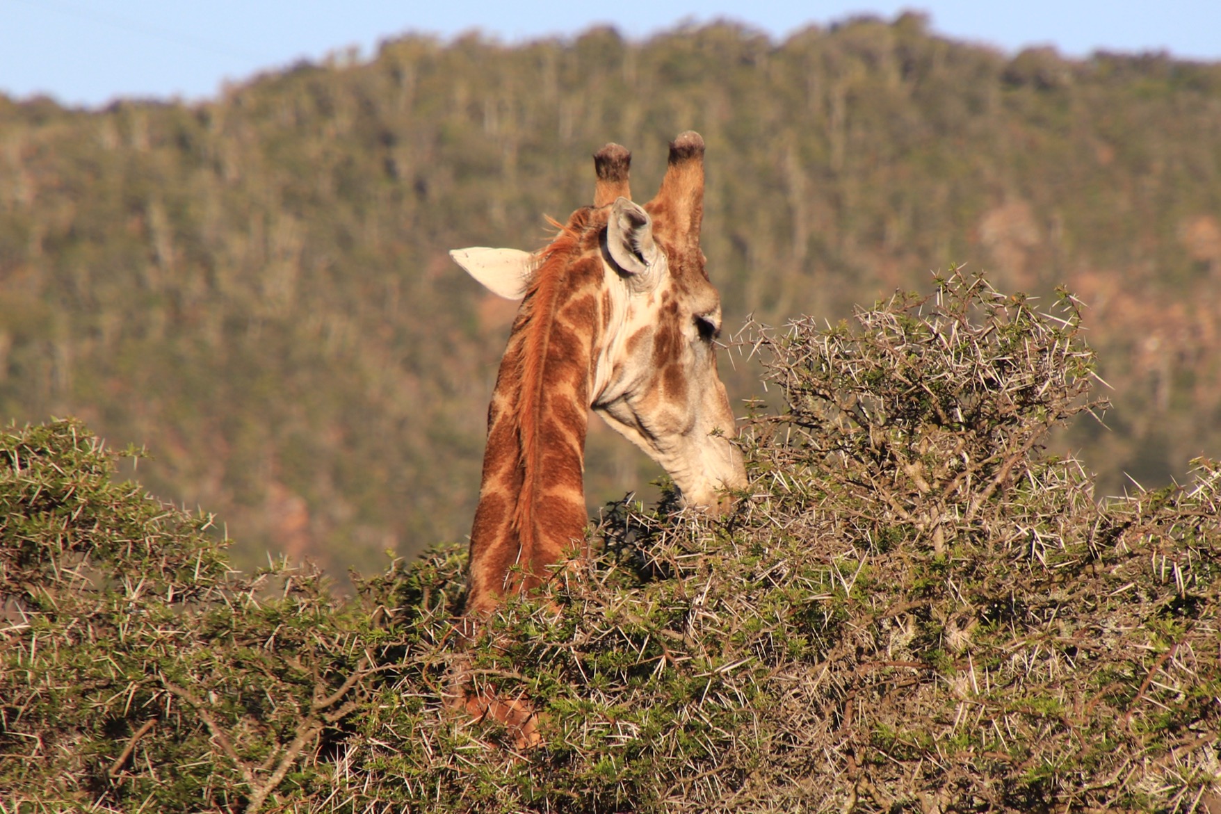 Giraffe Making Trees Talk to Each Other at Kariega