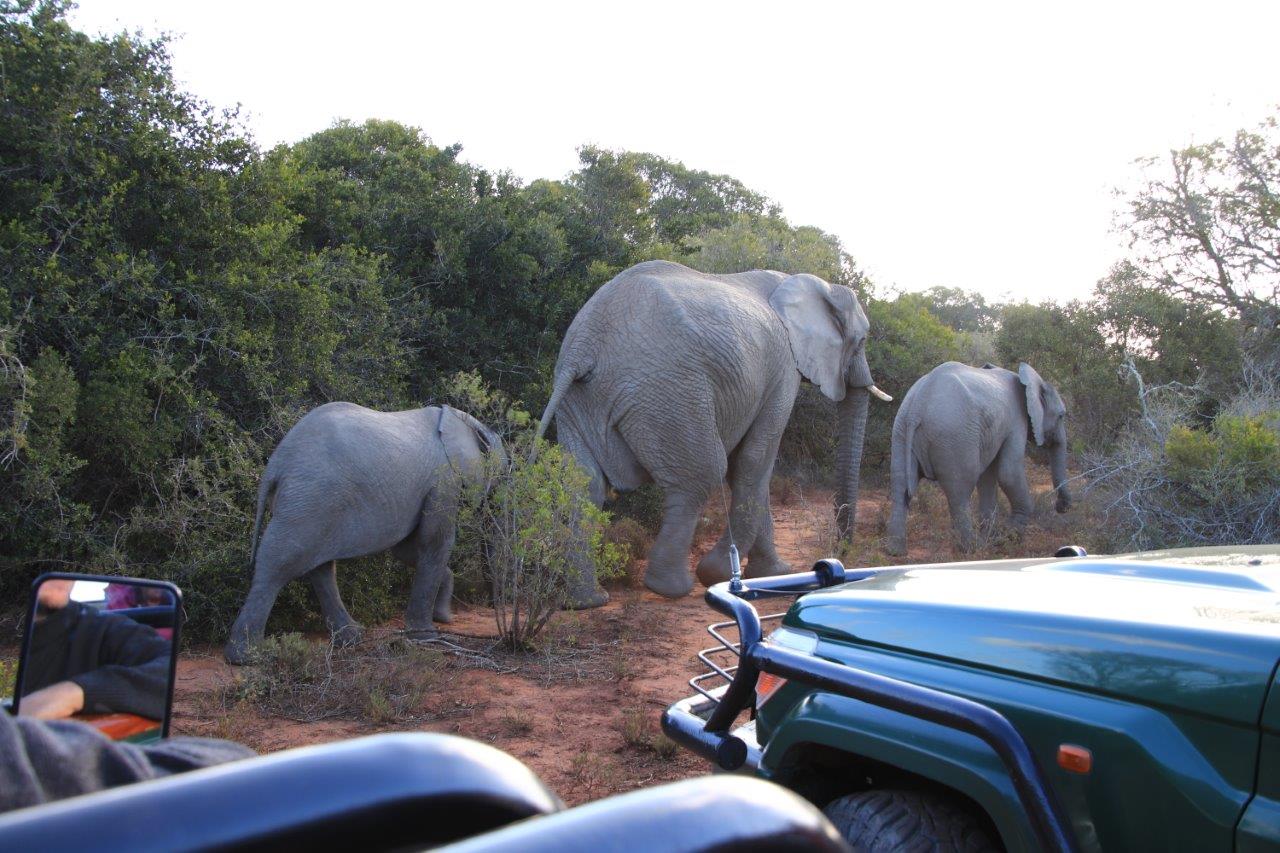 South Africa Malaria-Free Safari Elephant