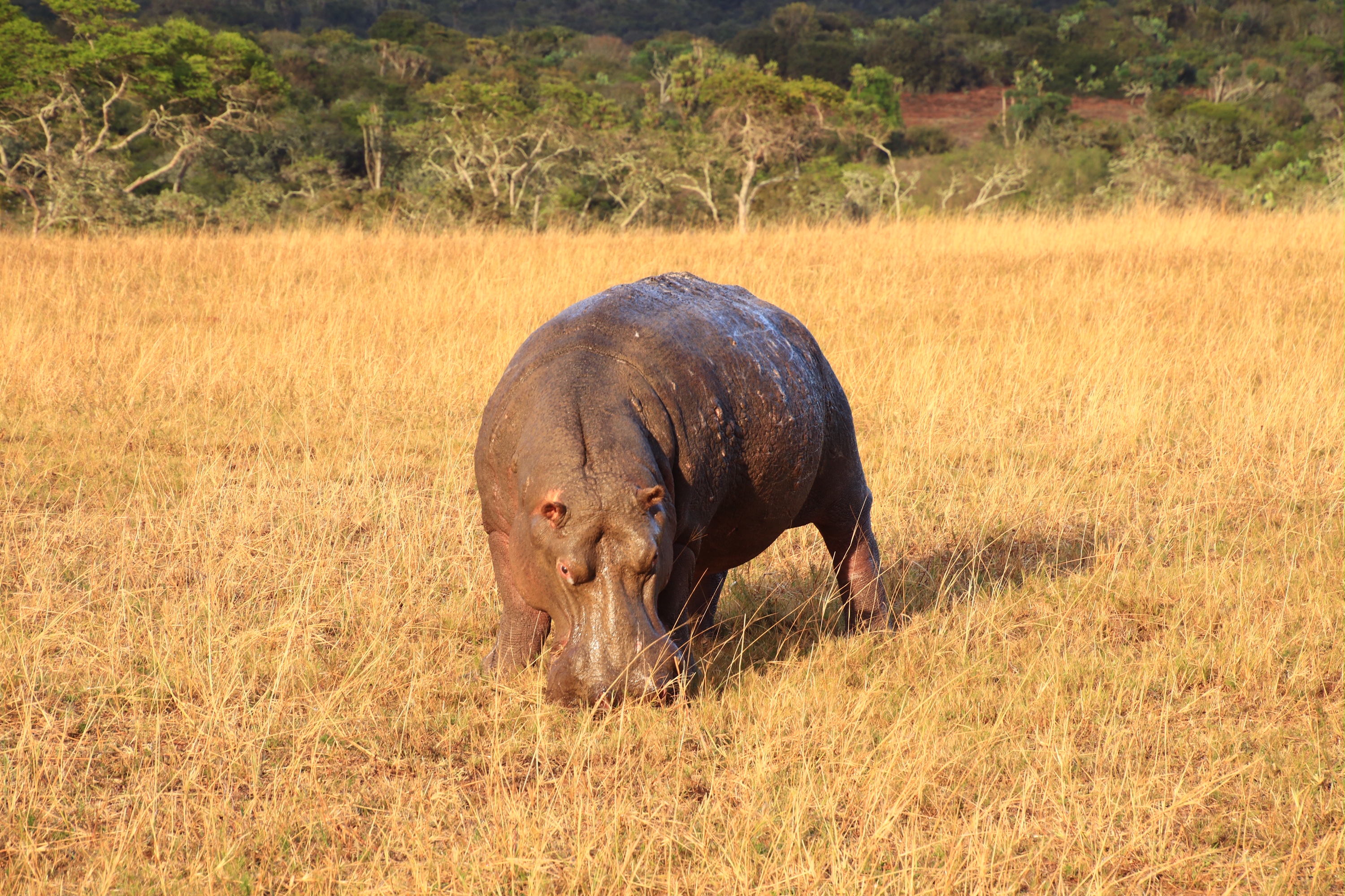 South Africa Malaria-Free Safari Hippo