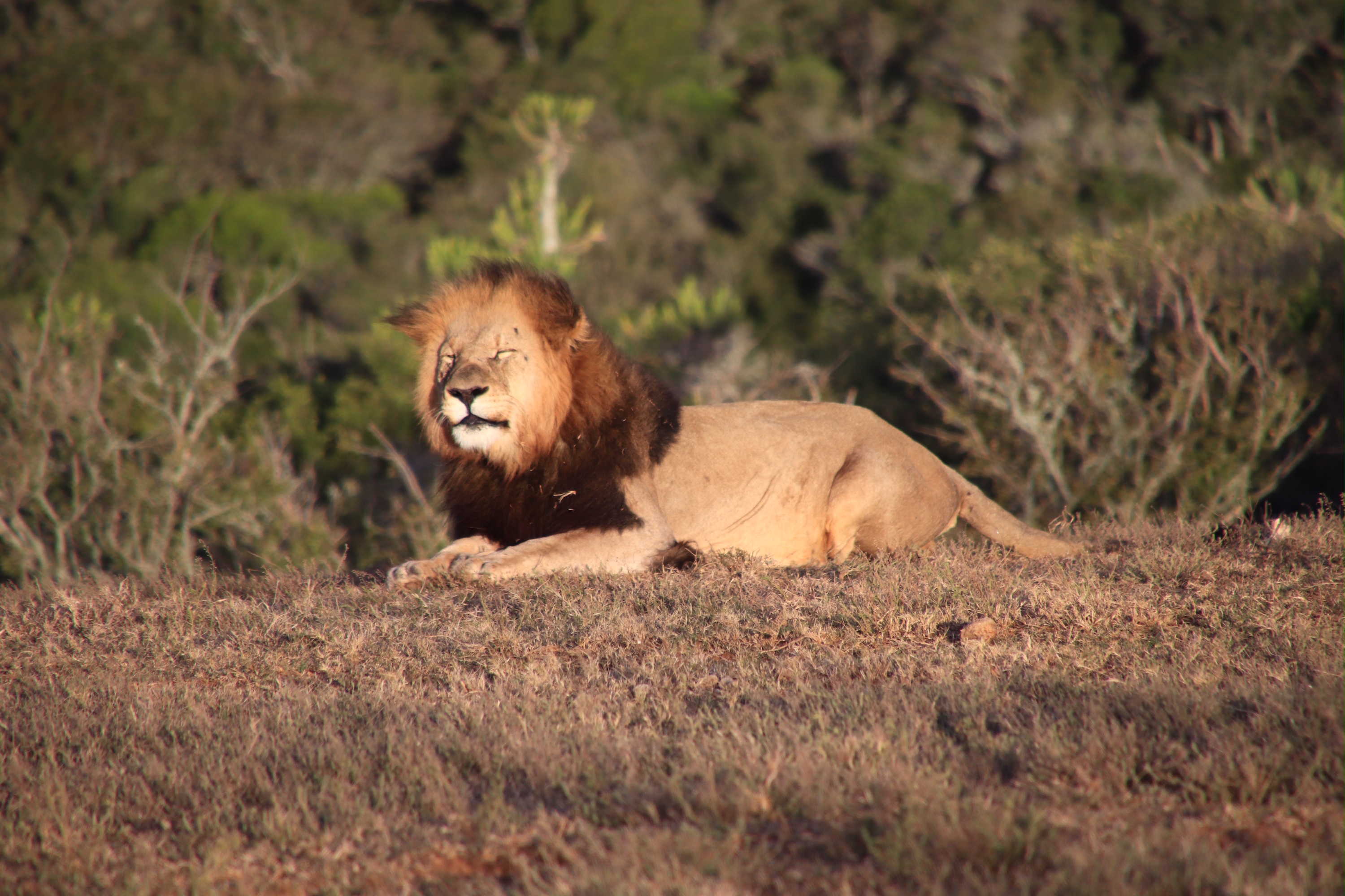 South Africa Malaria-Free Safari Lion