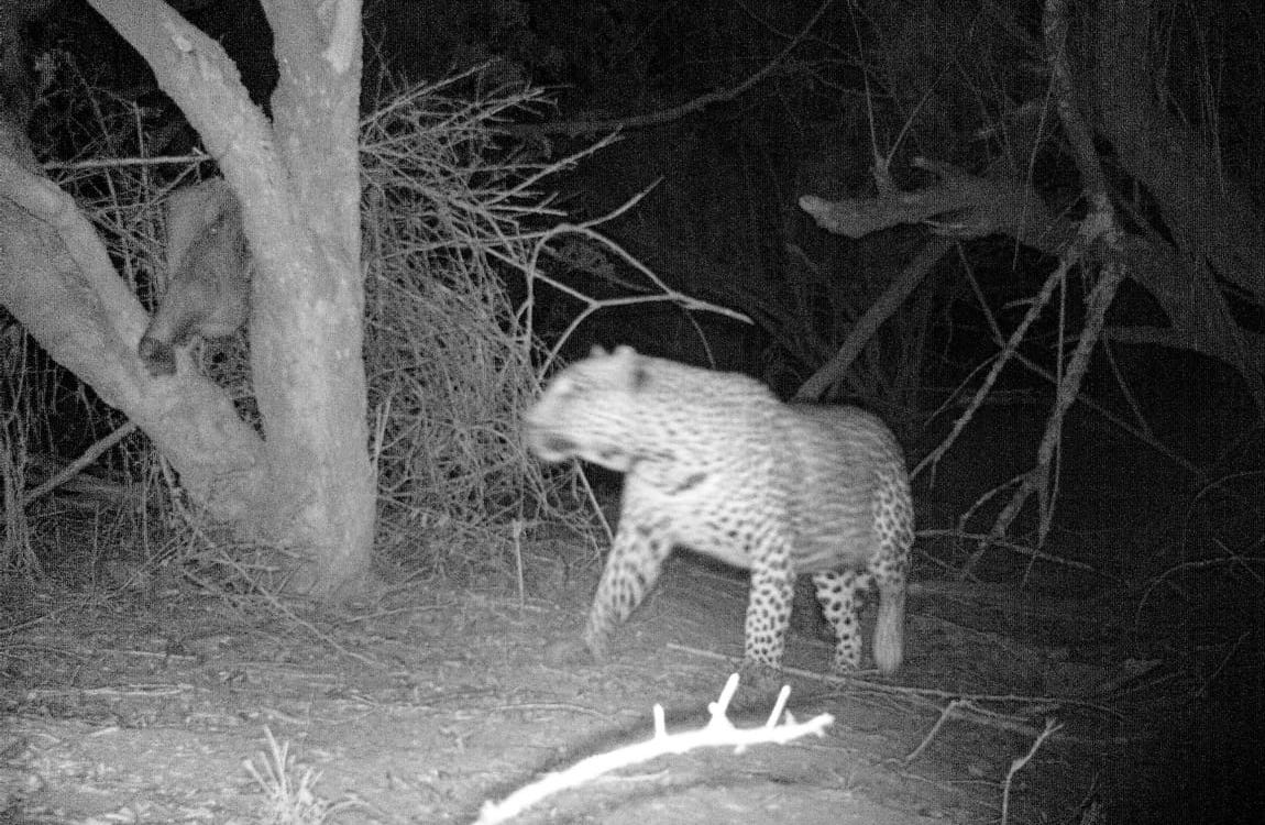 Kariega Leopard Top 10 Safari Photo 2019