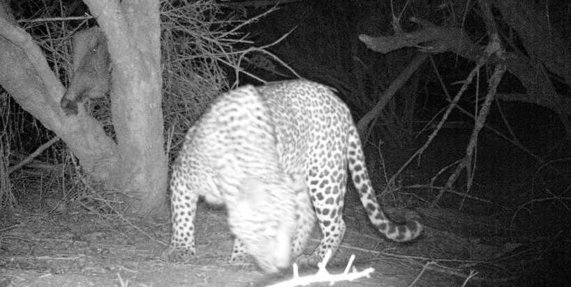 Kariega-Male-Leopard-Nov2019.JPG