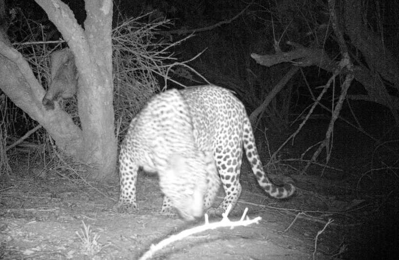 Kariega-Male-Leopard-Nov2019.JPG