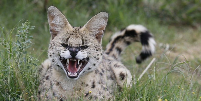 Kariega-Serval-Introduction-Jo-Haesslich.jpg