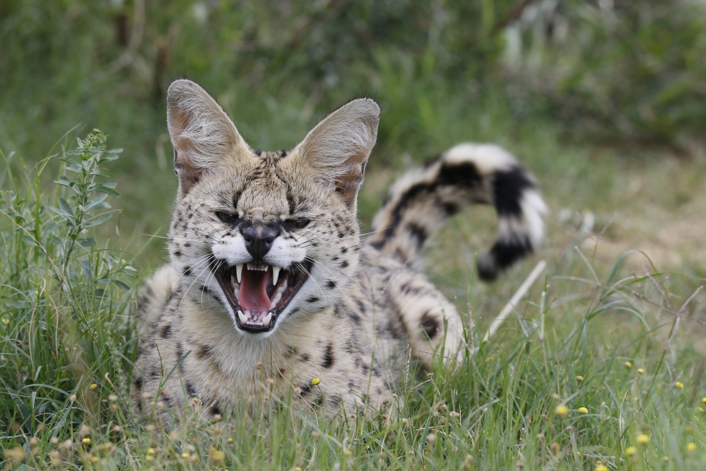 Kariega Serval Introduction Top 10 Safari Photo 2019