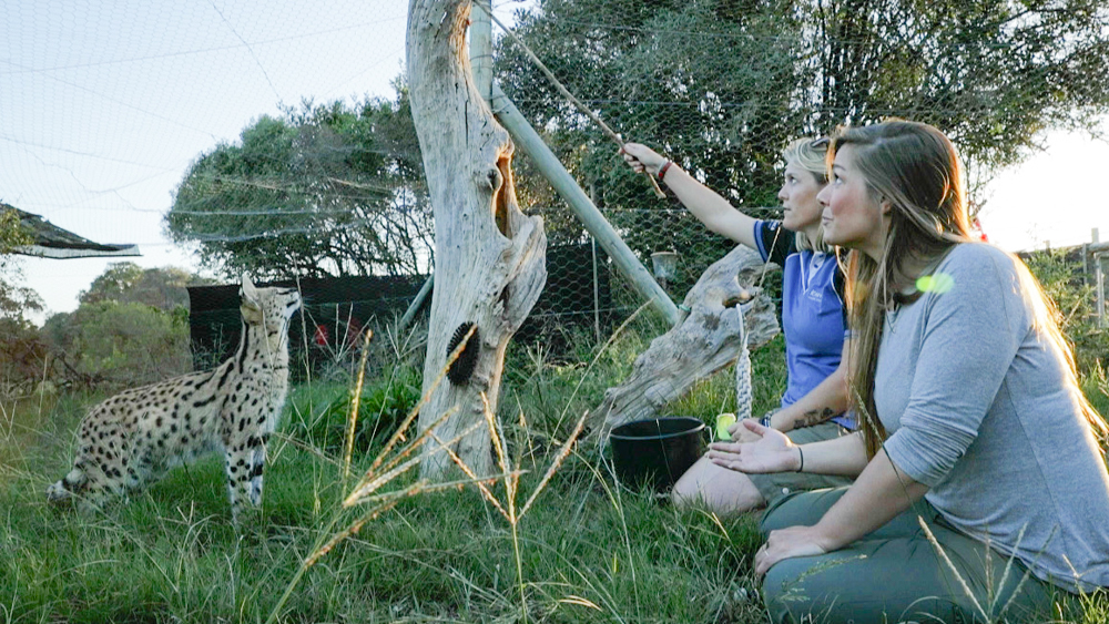 BBC Earth South Africa Serval Reintroduction