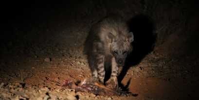 Brown-Hyena-Kariega-Tweedie.jpg