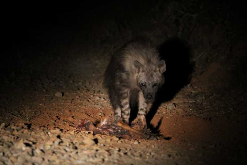 Brown-Hyena-Kariega-Tweedie.jpg