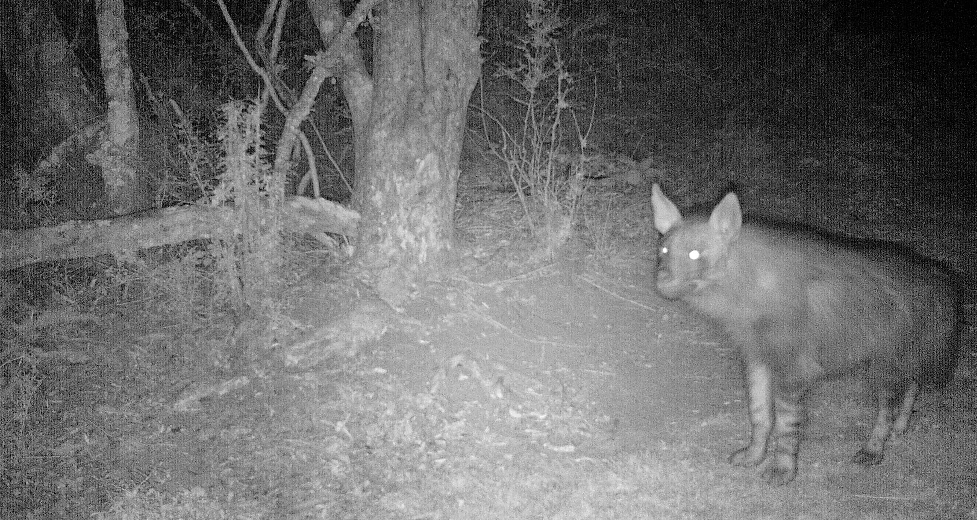 Brown Hyena Research at Kariega Game Reserve