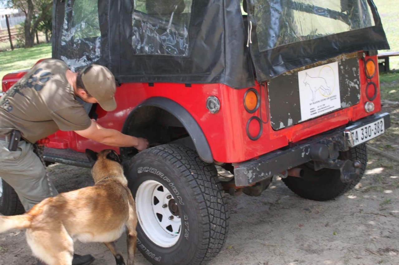 Kariega Anti-Poaching Dog Takula Practicing Detection Skills