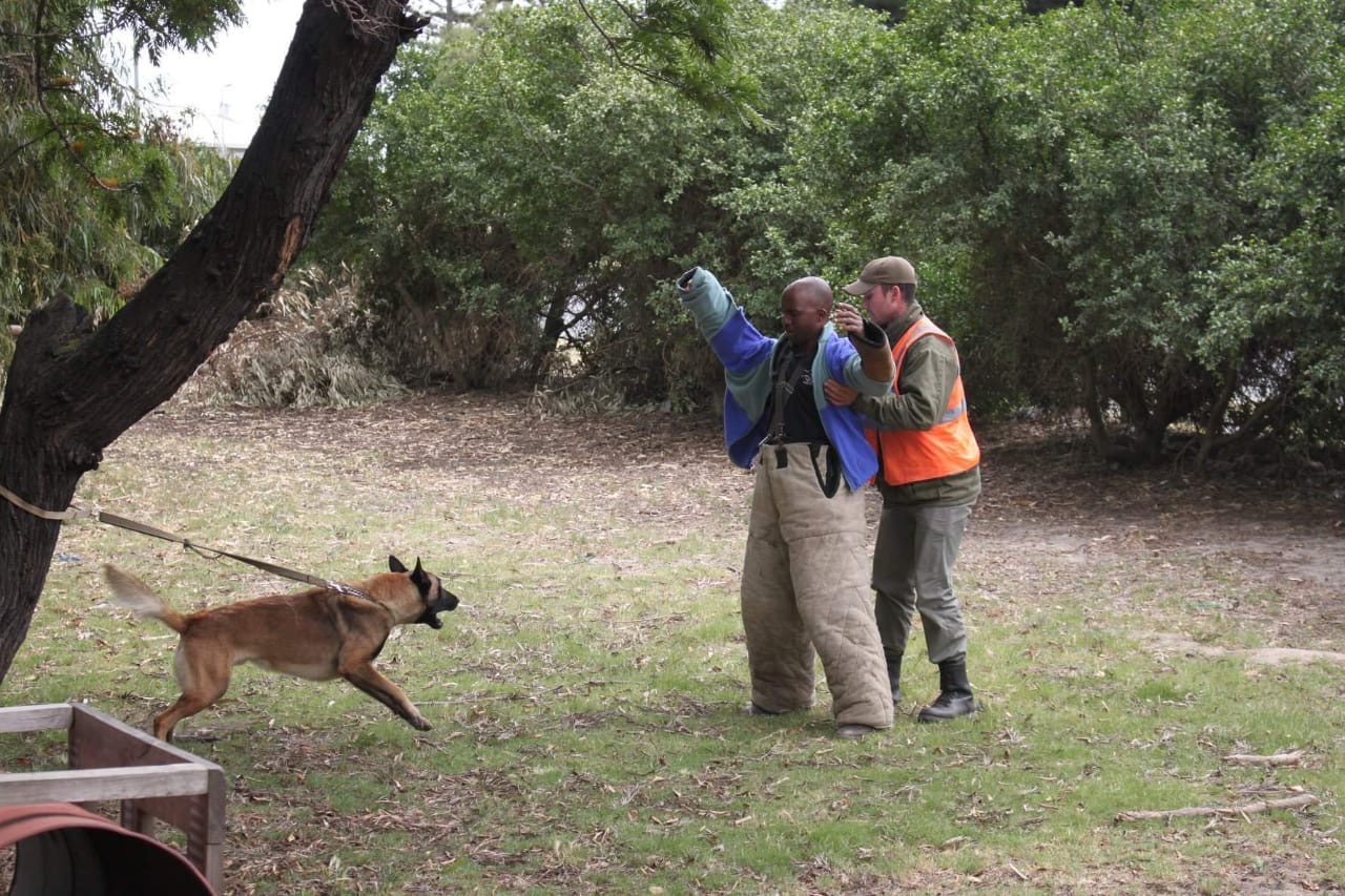 Kariega Dog in Anti-Poaching Unit Training
