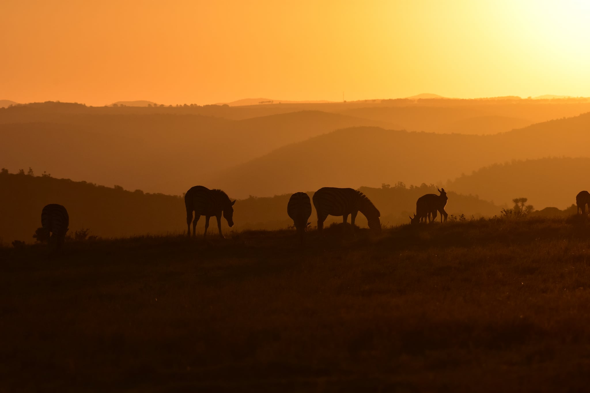 Wildlife Photo Comp Paul Howard Kariega Nov2019