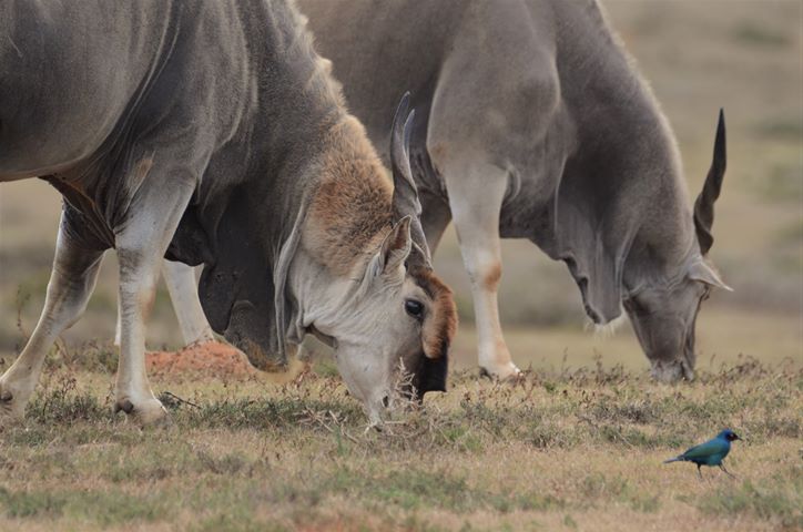 Top Wildlife Photo Competition Eland Schneider Kariega