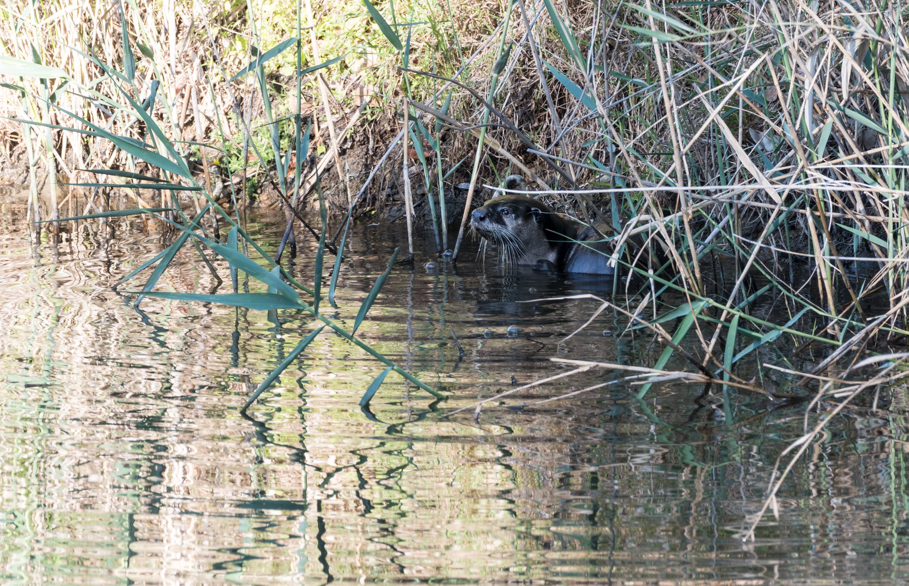 Top Wildlife Photo Competition Otter Methner Kariega