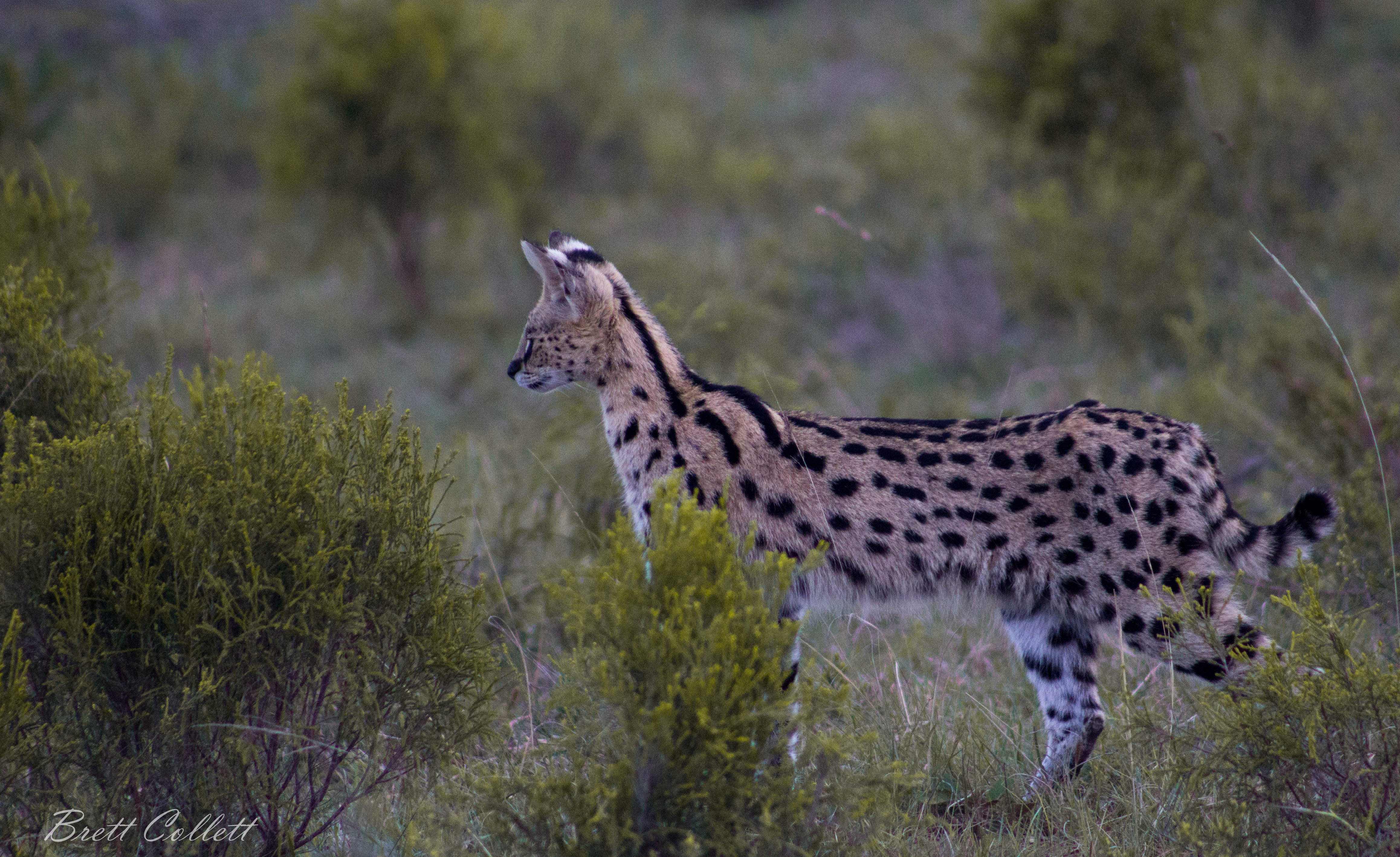 Kariega Serval Reintroduction