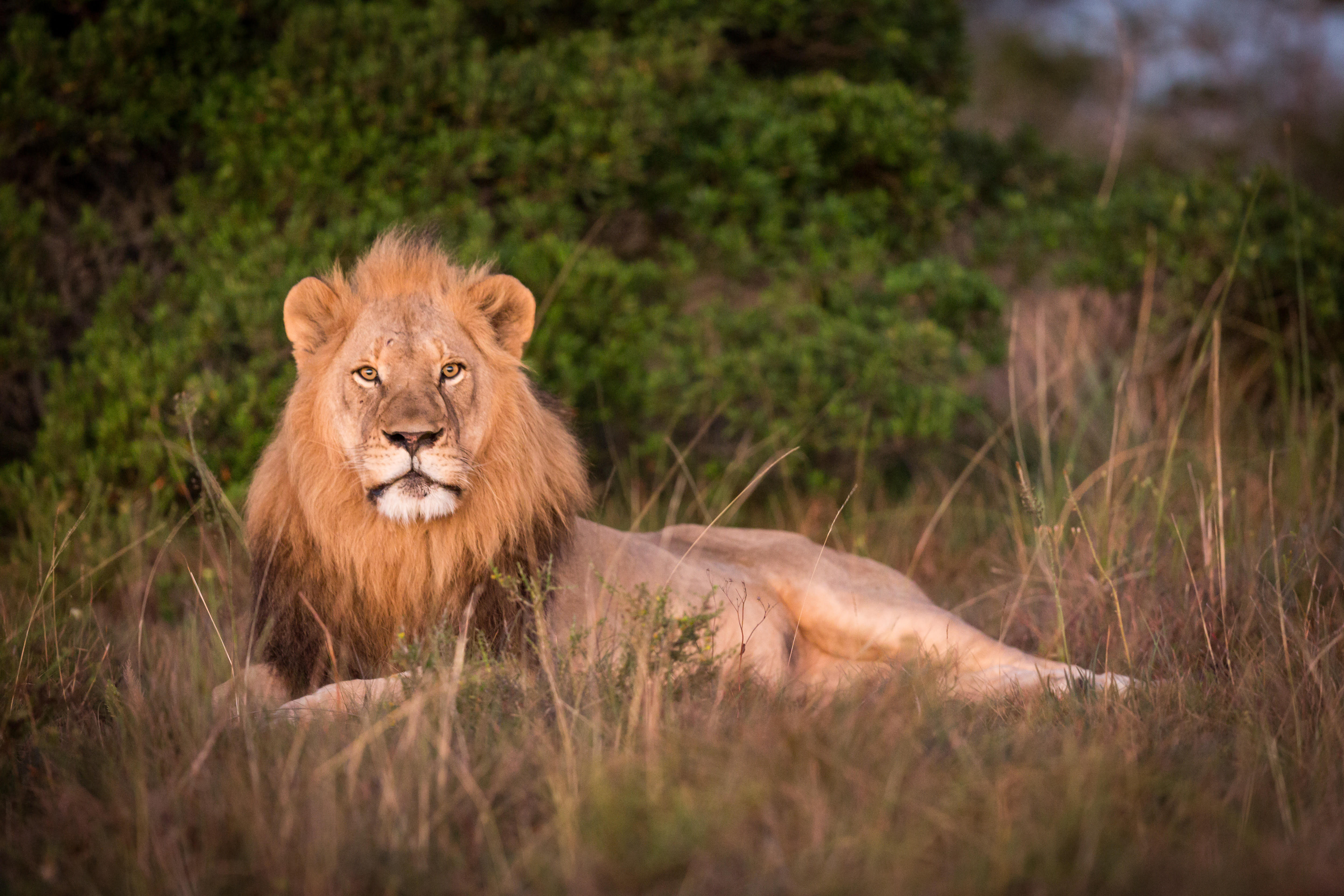 Kariega Lion Photo Comp Winner Top 10 Safari Photo 2019