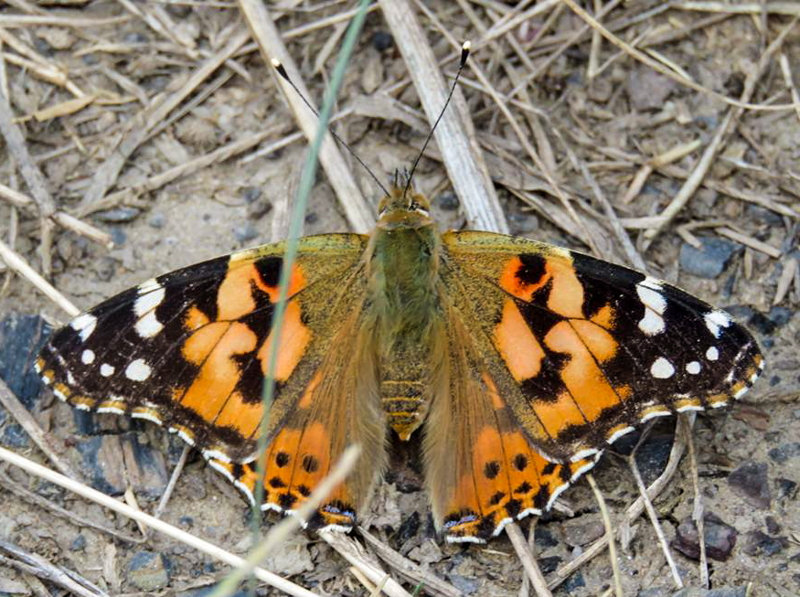 Kariega Butterfly Painted Lady