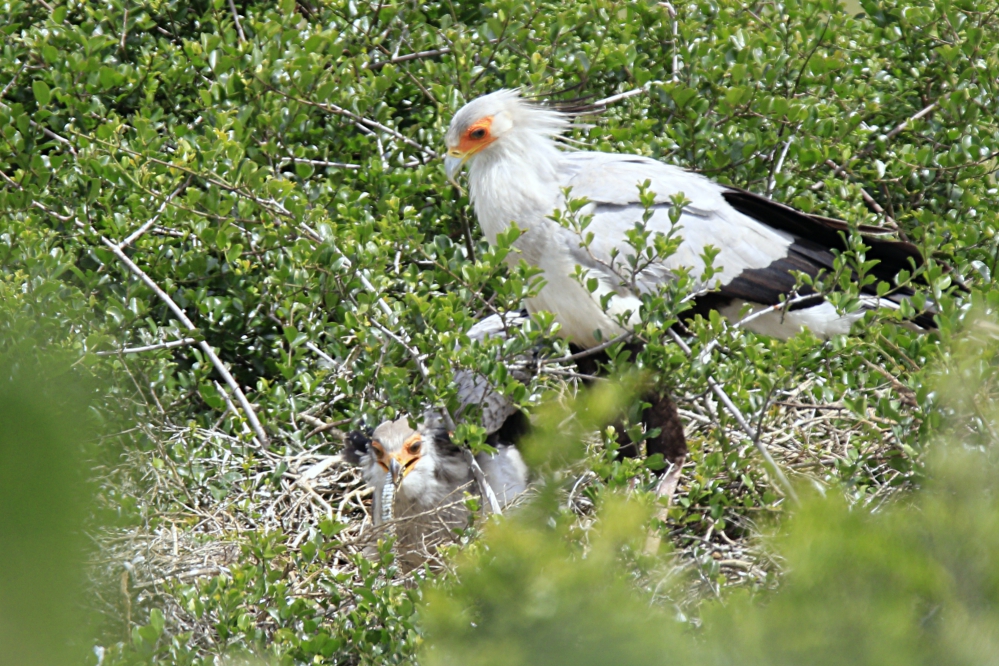 Kariega Secretary Bird Weird South African Wildlife