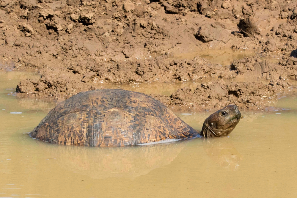 Kariega Leopard Tortoise Weird South African Wildlife