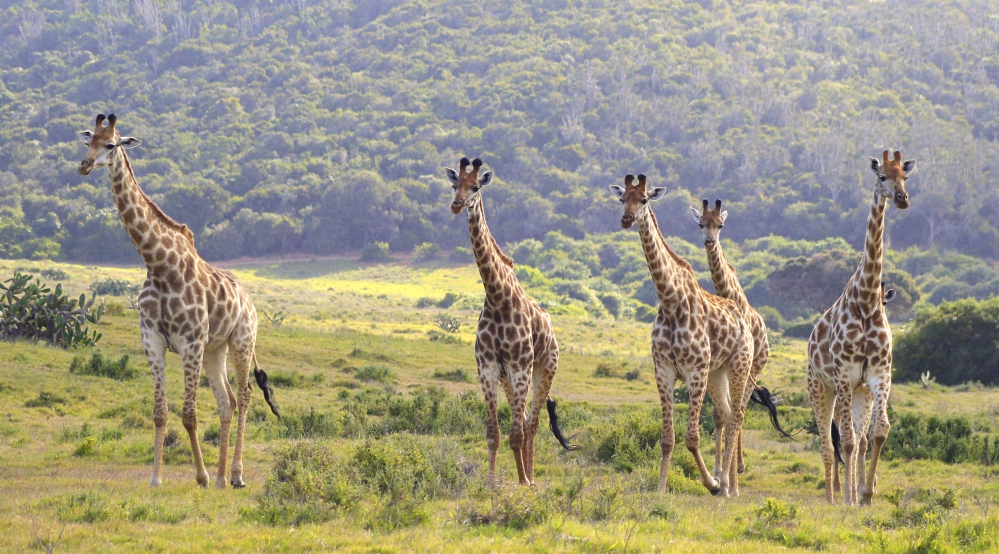Kariega Giraffe Weird South African Wildlife