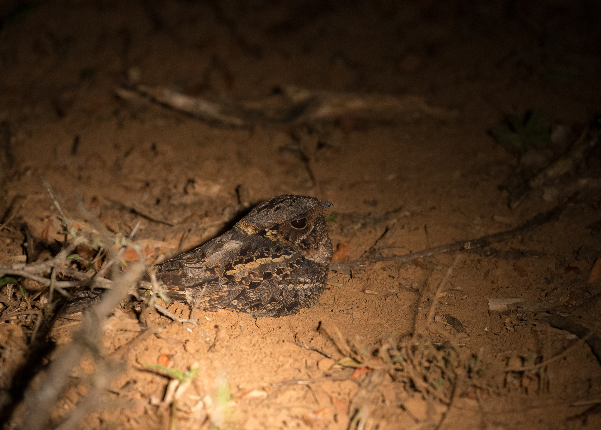 Fiery Necked Nightjar on South African Night Safari