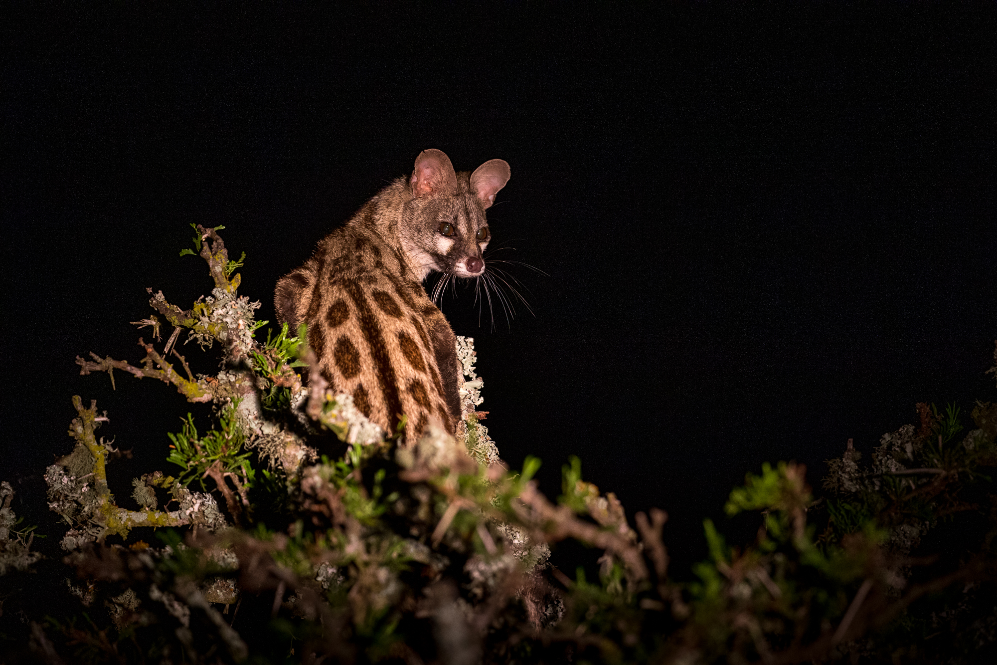 South African Large-Spotted Genet by Brendon Jennings