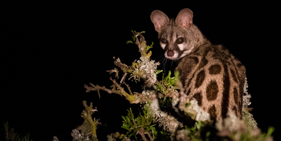 Kariega-Large-Spotted-Genet-Eyes-Jennings.jpg