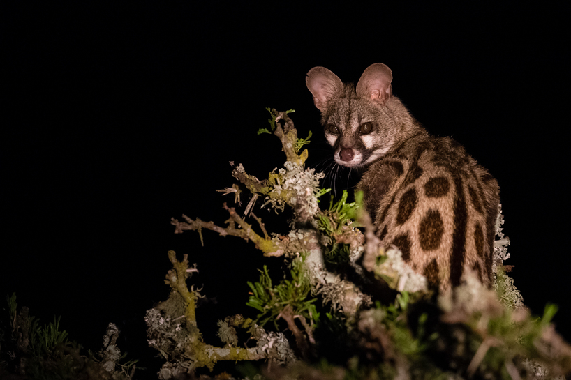 Kariega-Large-Spotted-Genet-Eyes-Jennings.jpg