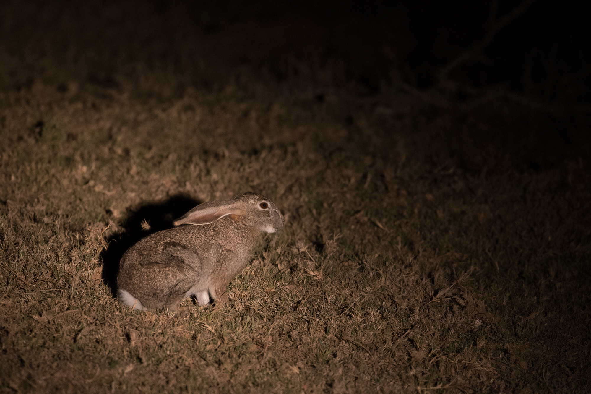 South African Scrub Hare by Kariega guide Brendon Jennings