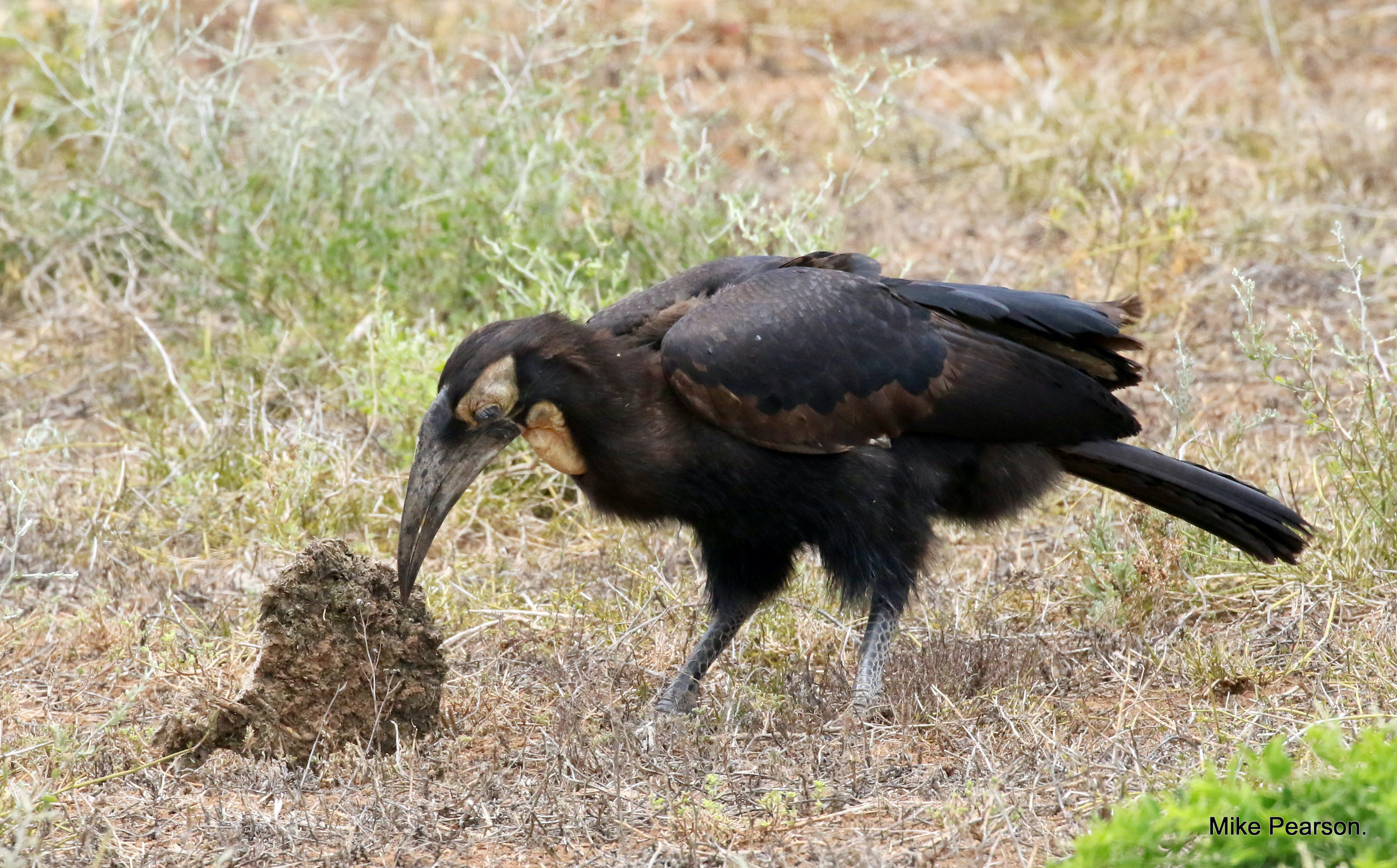 Kariega Rare Sighting of Southern Ground Hornbill Juvenile