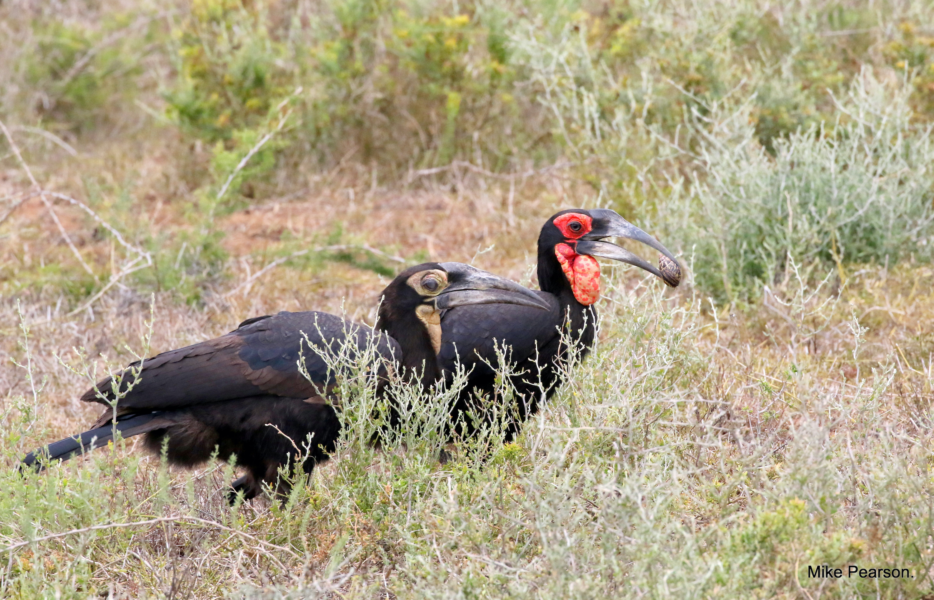 Kariega Rare Sighting of Southern Ground Hornbill Eating Snail