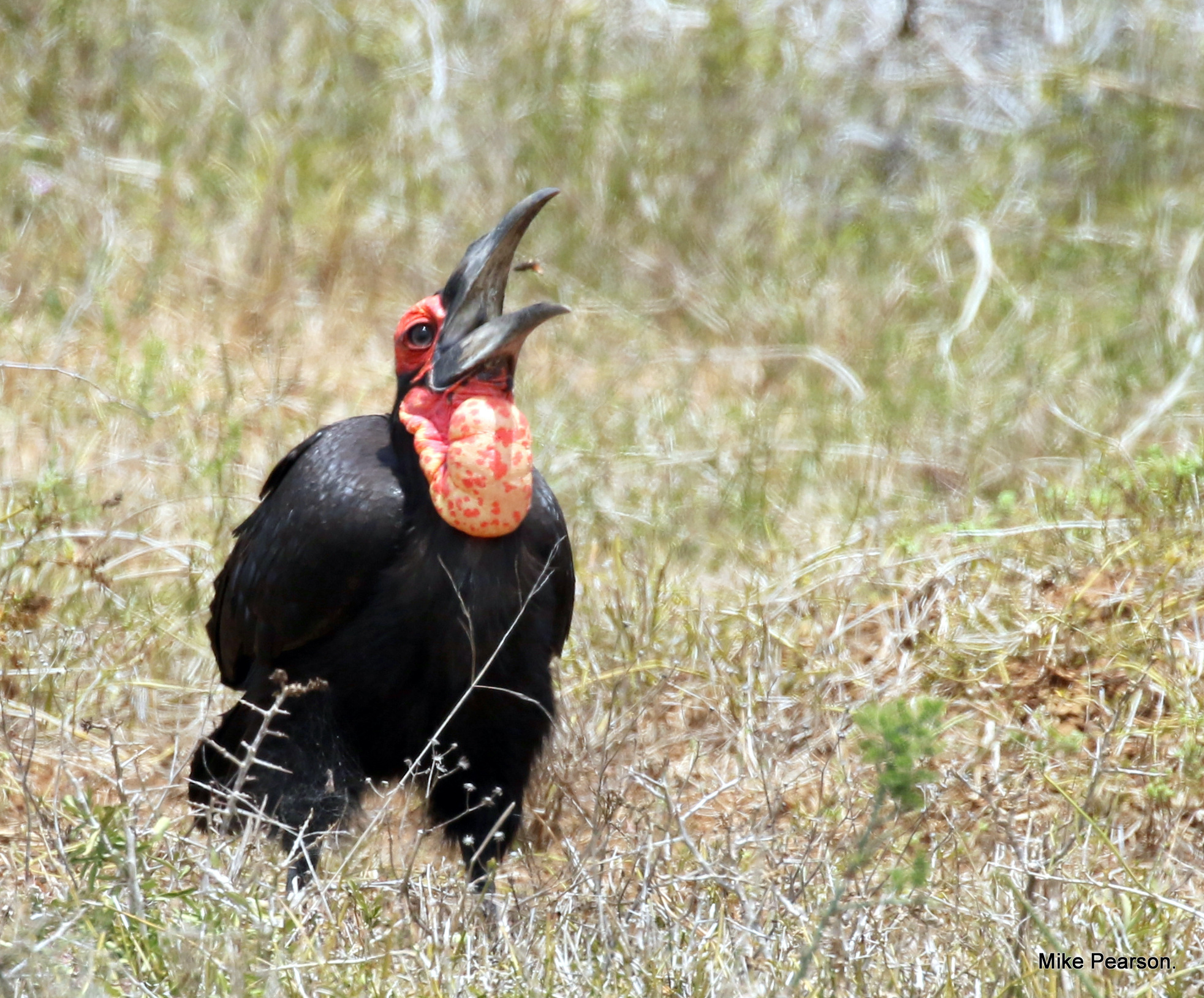 Kariega Rare Sighting of Southern Ground Hornbill Eating Spider