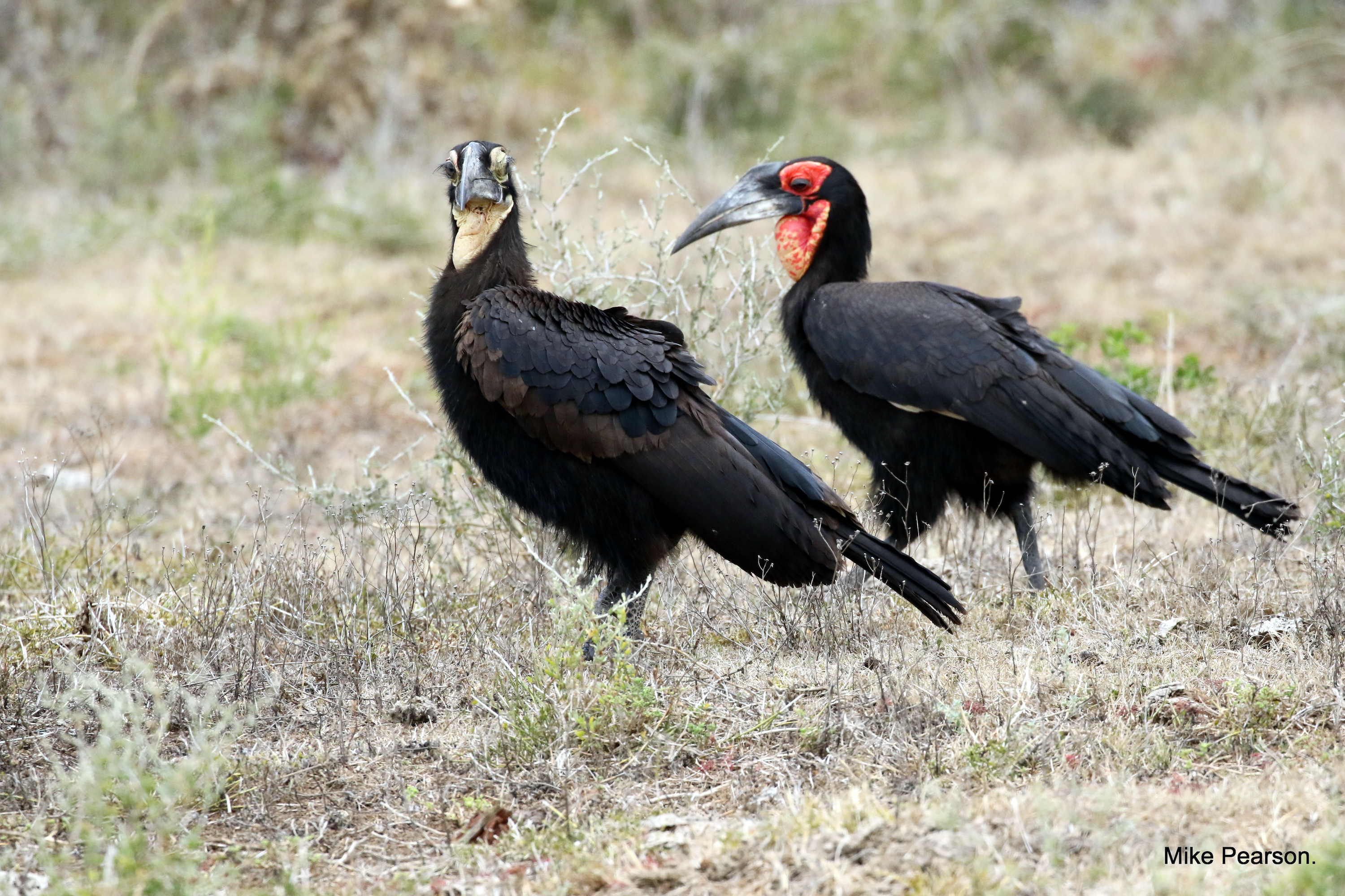 Kariega Rare Sighting of Southern Ground Hornbill